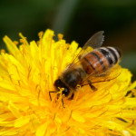 Kukista ja mehiläisistä