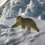 Jääkarhu joutui lopettamaan sekoilevan retkikunnan Huippuvuorilla
